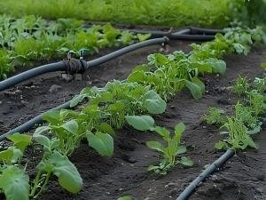 Drip irrigation system components